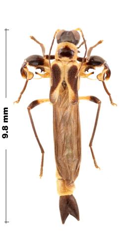 Ichthyurus sp.